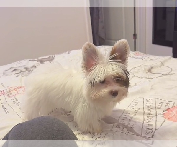 Medium Photo #1 Yorkshire Terrier Puppy For Sale in NEW PORT RICHEY, FL, USA