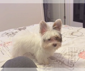 Yorkshire Terrier Puppy for sale in NEW PORT RICHEY, FL, USA