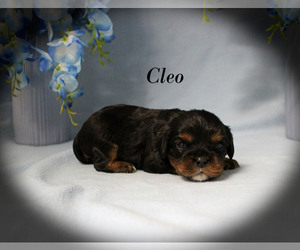 Cavalier King Charles Spaniel Puppy for sale in CHANUTE, KS, USA