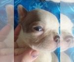 Small Photo #2 Boston Terrier Puppy For Sale in ANNISTON, AL, USA