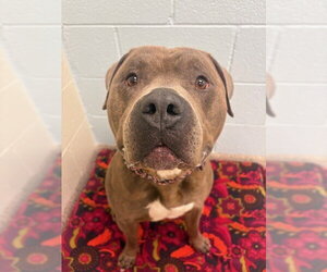 Mutt Dogs for adoption in Brighton, CO, USA