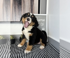 Bernese Mountain Dog Puppy for sale in FRANKLIN, IN, USA