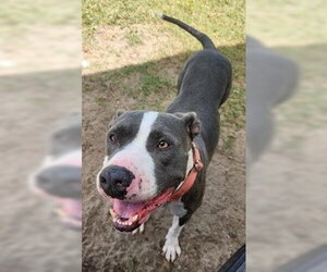 Cali - Female American Pit Bull Terrier-Unknown Mix Dog for Adoption - Photo #6