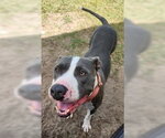 Small Photo #6 American Pit Bull Terrier-Unknown Mix Puppy For Sale in North Myrtle Beach, SC, USA