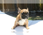 Small Photo #6 French Bulldog Puppy For Sale in HOLLYWOOD, FL, USA