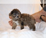 Small #3 Poodle (Toy)