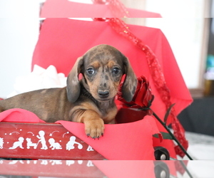 Dachshund Puppy for sale in SHILOH, OH, USA