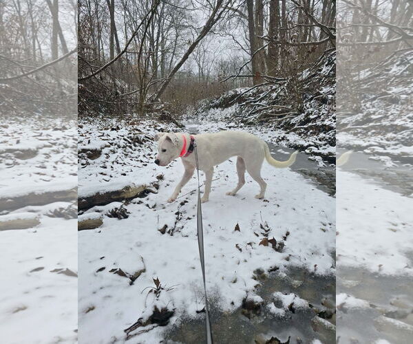 Medium Photo #16 Boxer-Unknown Mix Puppy For Sale in Germantown, OH, USA
