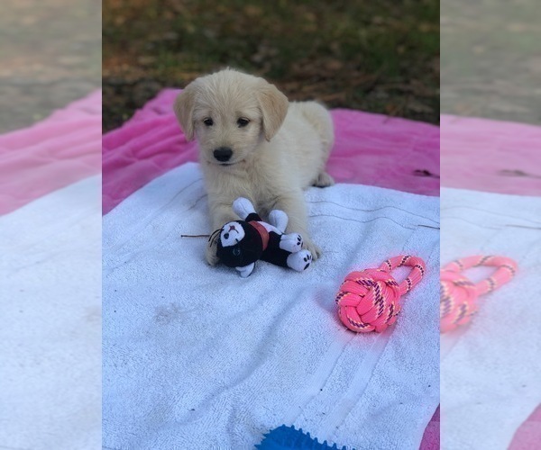 Medium Photo #26 Labradoodle Puppy For Sale in ROBERTA, GA, USA