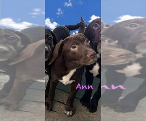 Labrador Retriever-Unknown Mix Dogs for adoption in Rustburg, VA, USA
