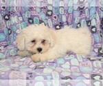 Small Photo #7 Zuchon Puppy For Sale in BLOOMINGTON, IN, USA