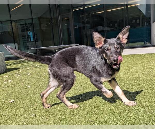 Medium Photo #2 German Shepherd Dog Puppy For Sale in San Martin, CA, USA