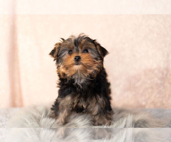 Full screen Photo #8 Yorkshire Terrier Puppy For Sale in NAPPANEE, IN, USA