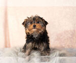 Small Photo #8 Yorkshire Terrier Puppy For Sale in NAPPANEE, IN, USA