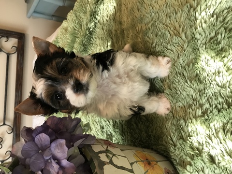 Medium Photo #1 Biewer Terrier Puppy For Sale in CANTON, GA, USA
