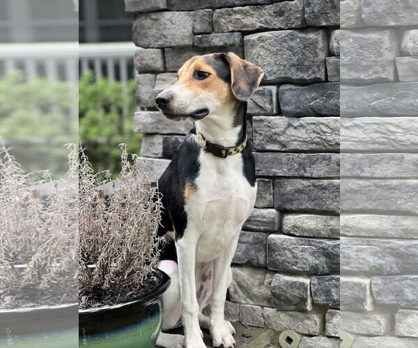 Medium Photo #2 Treeing Walker Coonhound-Unknown Mix Puppy For Sale in Holly Springs, NC, USA