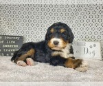 Small Photo #11 Bernedoodle Puppy For Sale in COLORADO SPRINGS, CO, USA