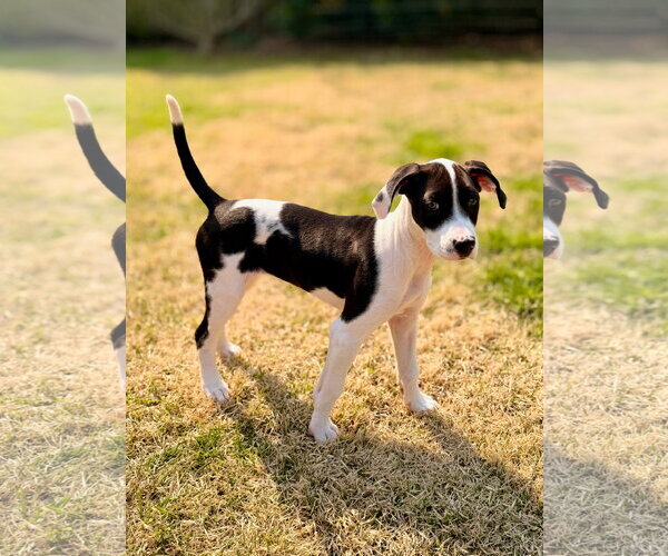 Medium Photo #4 Mutt Puppy For Sale in Holly Springs, NC, USA