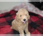 Small #19 Goldendoodle