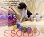 Small Photo #13 German Shorthaired Pointer Puppy For Sale in VISALIA, CA, USA