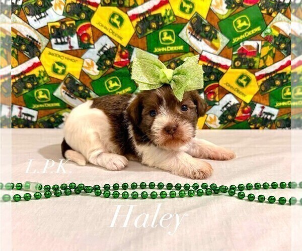 Medium Photo #2 Shih Tzu Puppy For Sale in WINNSBORO, LA, USA