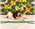 Small #1 Shih Tzu
