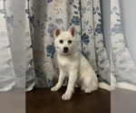 Small #34 Alaskan Klee Kai