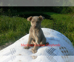 Small Photo #2 German Shepherd Dog Puppy For Sale in PIEDMONT, MO, USA
