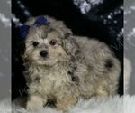 Small #3 Maltipoo