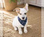 Small #1 Mutt