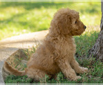 Puppy Muffin Cavapoo (Miniature)-Goldendoodle Mix