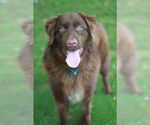 Small #3 Golden Retriever Mix