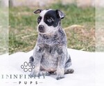 Small #2 Australian Cattle Dog
