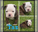 Image preview for Ad Listing. Nickname: Taz