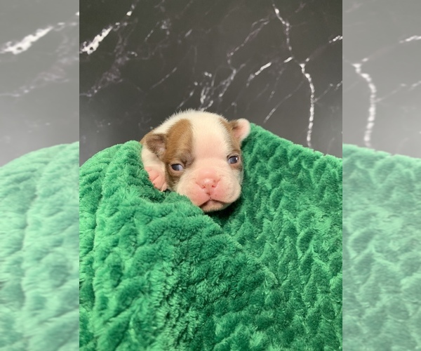 Medium Photo #6 Boston Terrier Puppy For Sale in TULARE, CA, USA