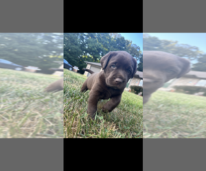Labrador Retriever Puppy for sale in DIETERICH, IL, USA