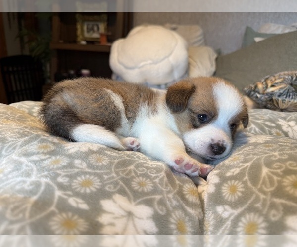 Medium Photo #6 Pembroke Welsh Corgi Puppy For Sale in GRAND RAPIDS, MI, USA