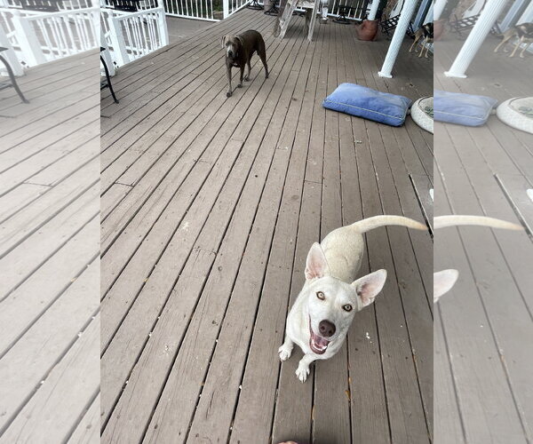 Medium Photo #2 Labrador Retriever-Unknown Mix Puppy For Sale in Mobile, AL, USA
