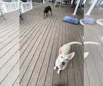 Small #1 Labrador Retriever Mix