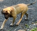 Small Mastiff
