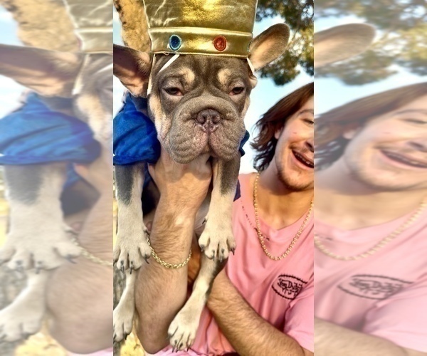 Medium Photo #11 French Bulldog Puppy For Sale in CHARLOTTE, NC, USA