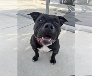 American Bulldog-Unknown Mix Dogs for adoption in Elk Grove, CA, USA
