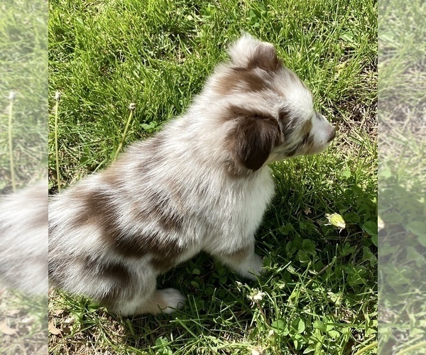 Medium Photo #3 Miniature Australian Shepherd Puppy For Sale in WHITEWATER, MO, USA