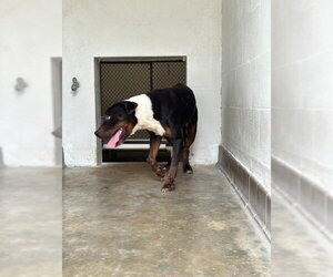 Mutt Dogs for adoption in Sanford, FL, USA