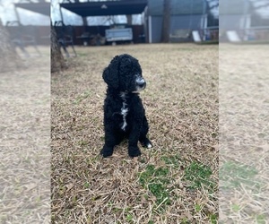 Goldendoodle-Sheepadoodle Mix Puppy for sale in HURST, TX, USA