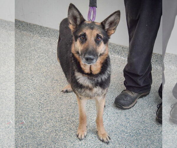 Medium Photo #3 German Shepherd Dog Puppy For Sale in Huntley, IL, USA