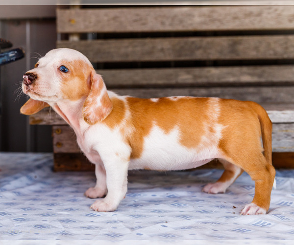 Medium Photo #7 Dachshund Puppy For Sale in WAKARUSA, IN, USA