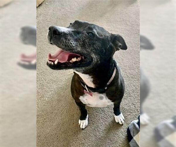 Medium Photo #1 American Pit Bull Terrier-American Staffordshire Terrier Mix Puppy For Sale in Dana Point, CA, USA