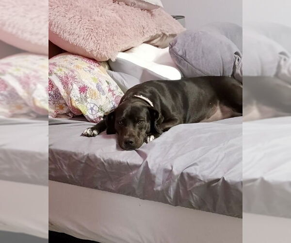 Medium Photo #13 Labrador Retriever-Unknown Mix Puppy For Sale in Brewster, NY, USA