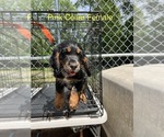 Small #4 English Cocker Spaniel